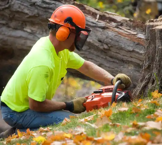 tree services Weston